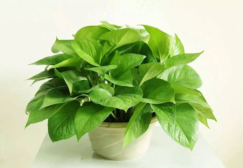 除甲醛植物-绿萝 除甲醛植物-绿萝