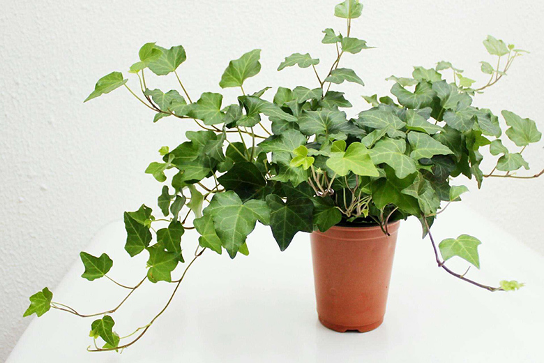 除甲醛植物-常青藤 除甲醛植物-常青藤